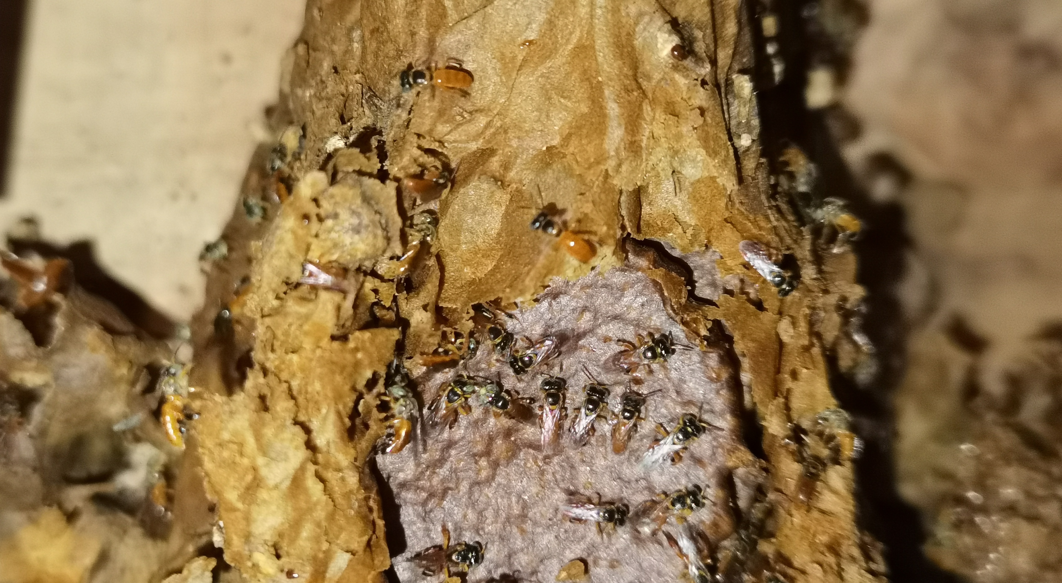 Miel de abejas sin aguijón, una aliada contra las bacterias resistentes